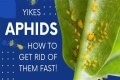 Does Sulphur Kill Aphids? - Kylon Powell